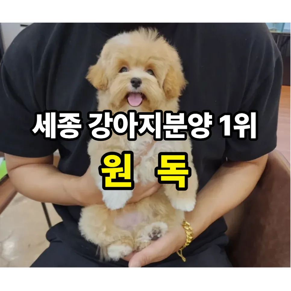 세종 강아지분양 2026: 말티푸 입양 후기 & 원독 11년 경력 전문가 추천 2