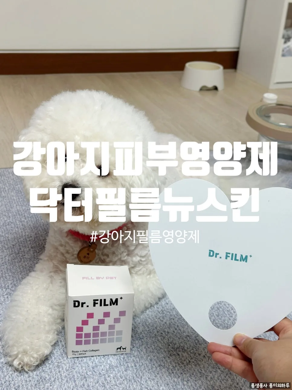 강아지 피부영양제 2026: 닥터필름 흡수율 높은 필름형 후기