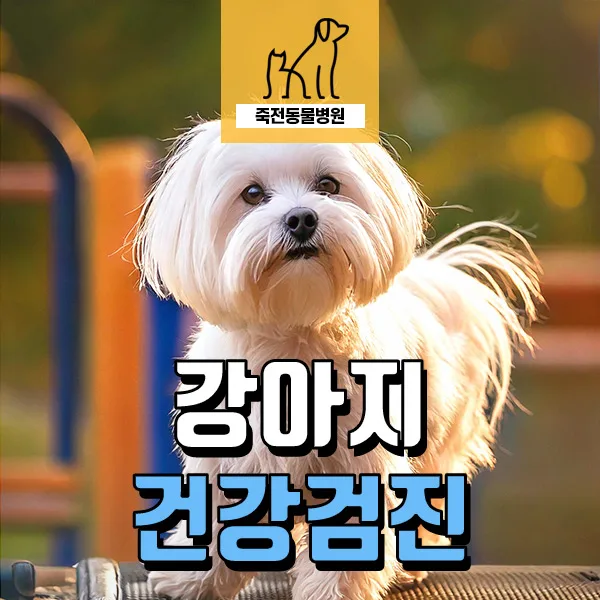 강아지 스테로이드 부작용 걱정? 8세 말티즈 건강검진 후기 2026