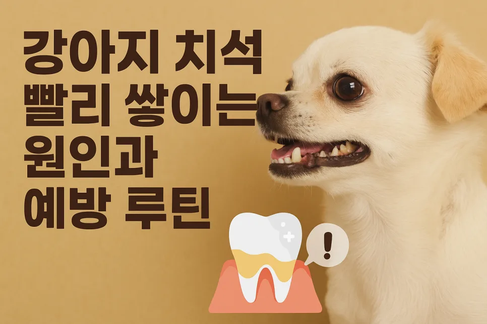 강아지 치석, 왜 빨리 쌓일까? 2026년 예방 루틴 총정리