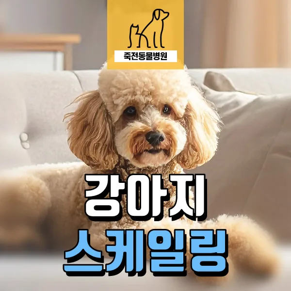 강아지 스케일링, 금 간 치아 발견 시 대처법 2026