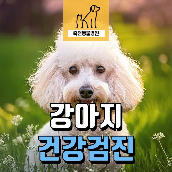 13살 푸들 건강검진: 담낭 뮤코실, 좌심 비대 진단 2026