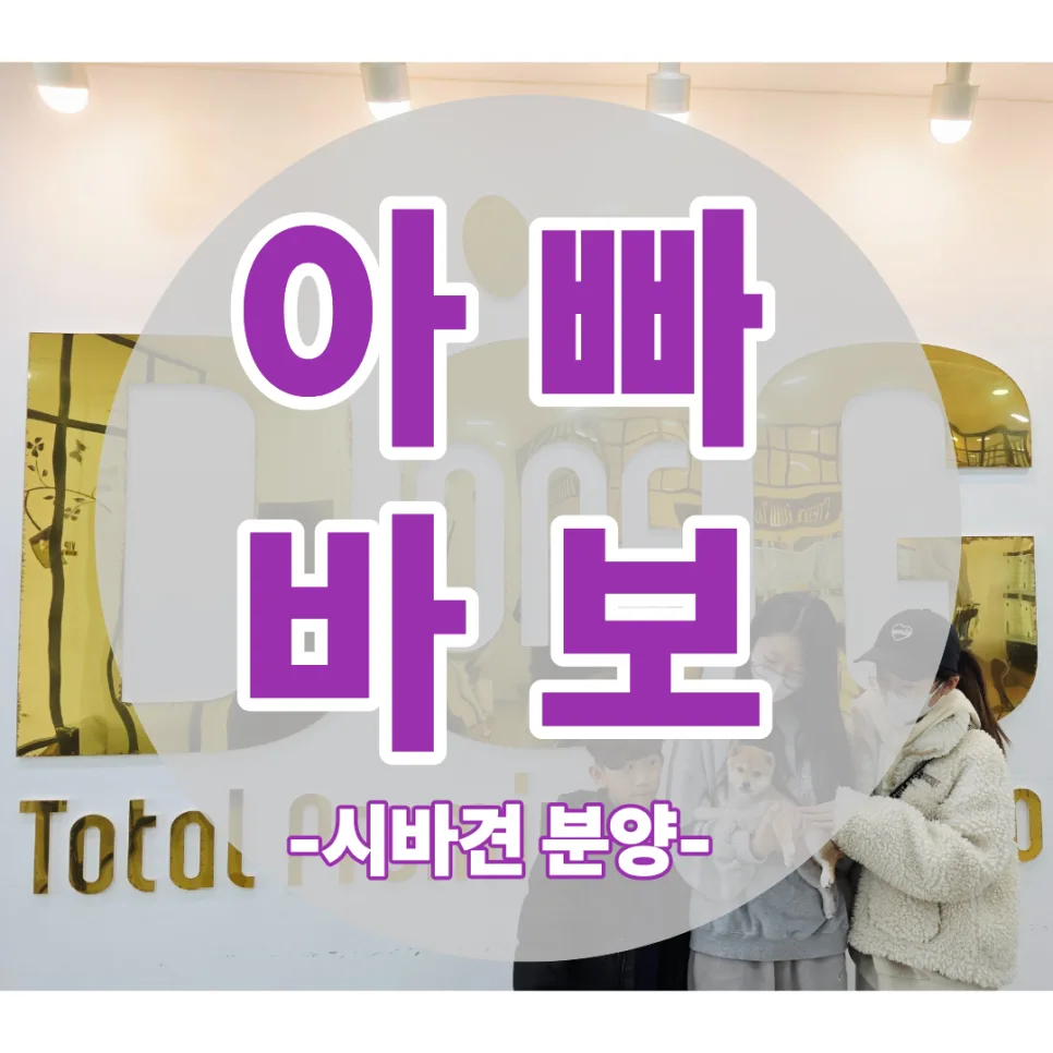 딸바보 아빠의 시바견 분양 후기 2026: 히로와의 첫 만남