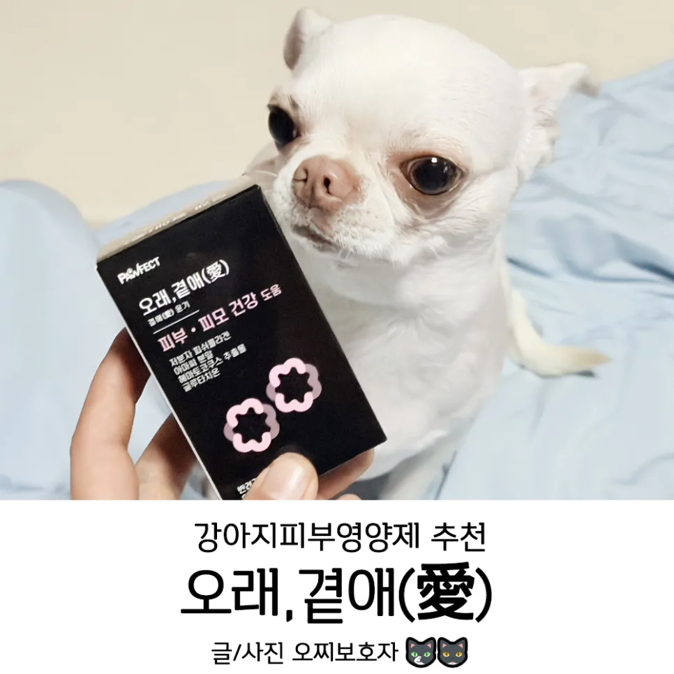 강아지 피부 영양제, 포펙트 오래곁애 2026년 복용 후기