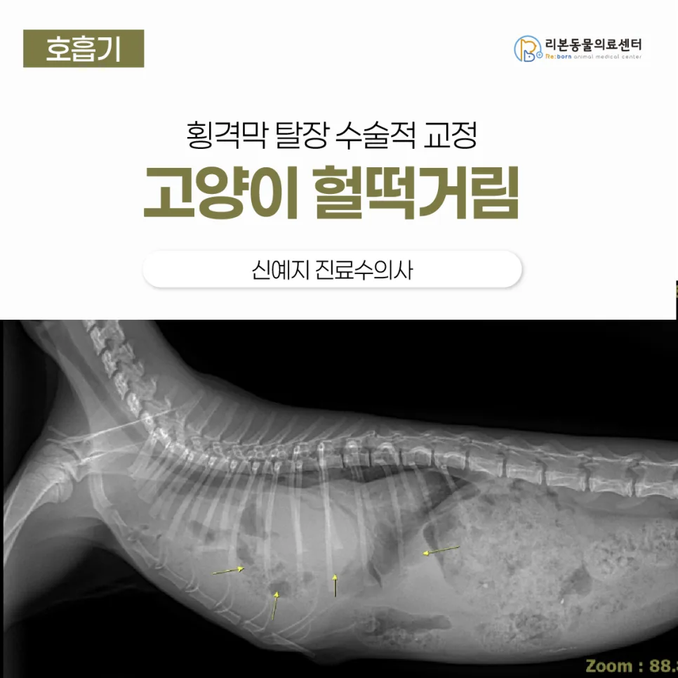 고양이 헐떡거림, 횡격막 탈장 의심 시점과 수술 방법 2026