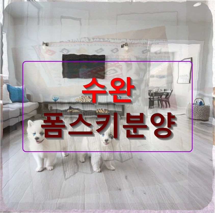 수완 폼스키 입양 준비: 건강 관리부터 첫날까지 2026