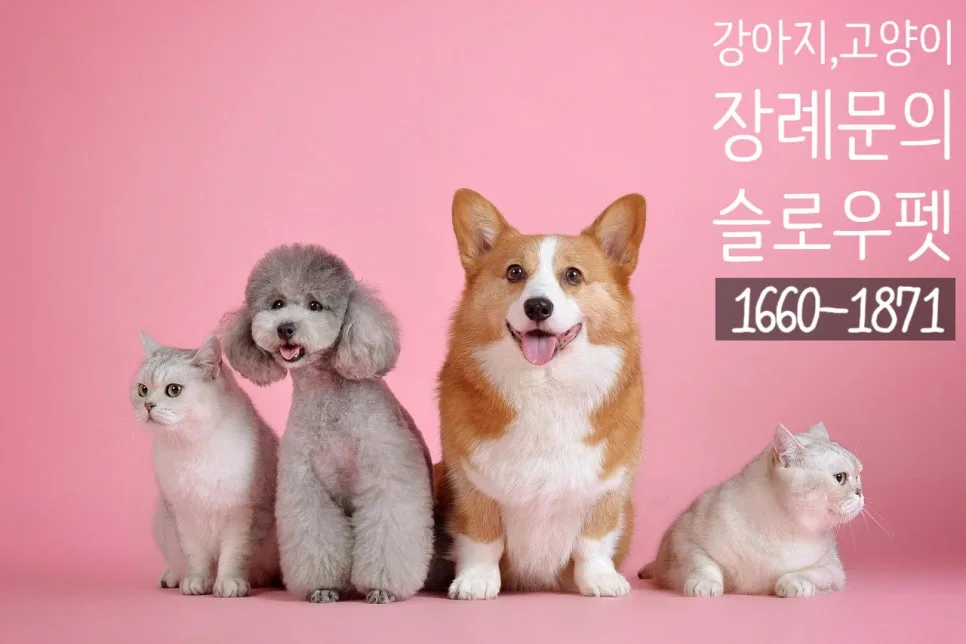 고양이 안락사 과정 및 비용 2026: 고통 없는 마지막 여정