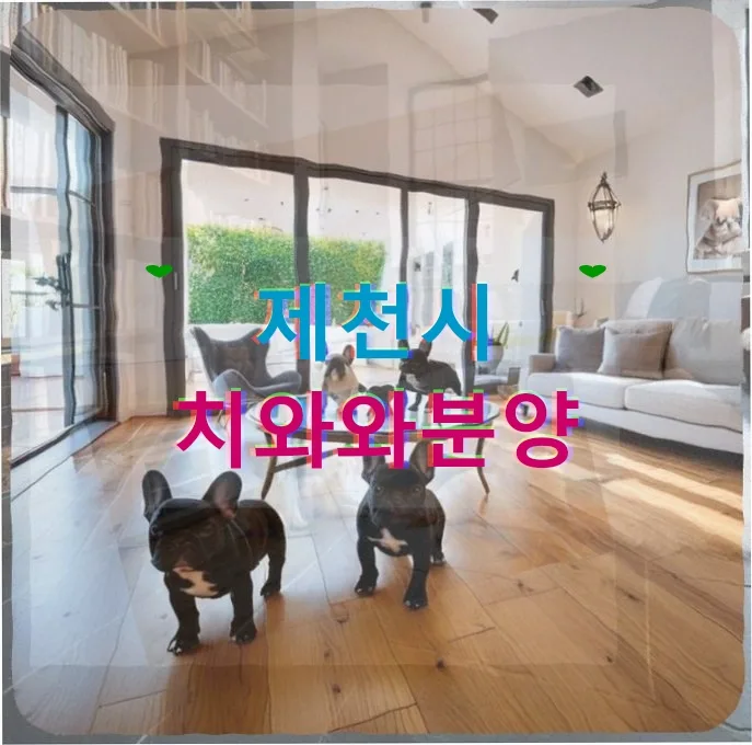 제천 치와와 분양 고민 끝, 뜻밖의 서열 전쟁 해결법 2026