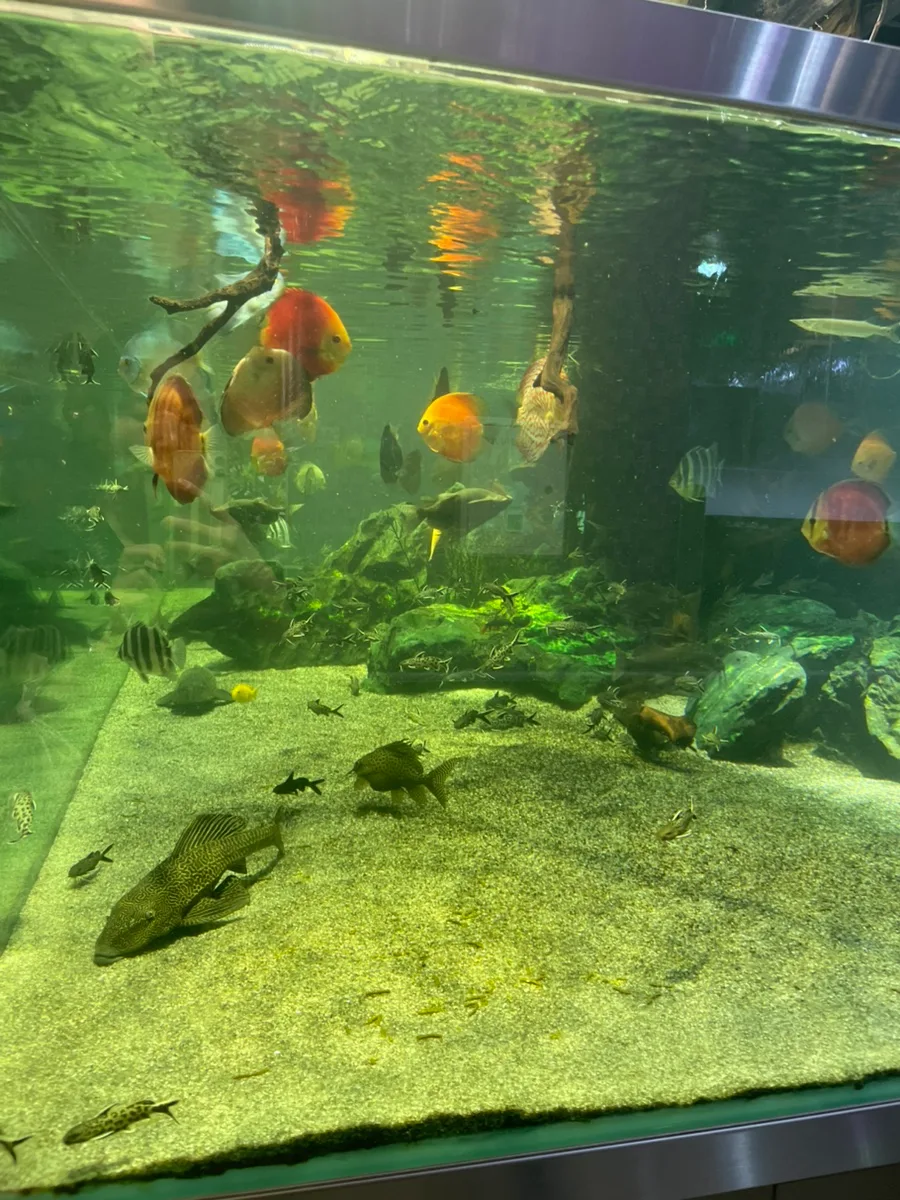 Aqua Garden Jamsil 2026: Unique Date Spot & Kid-Friendly Cafe