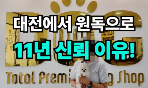 포메라니안 혈통서 확인 방법 2026: 믿을 수 있는 분양 가이드 2