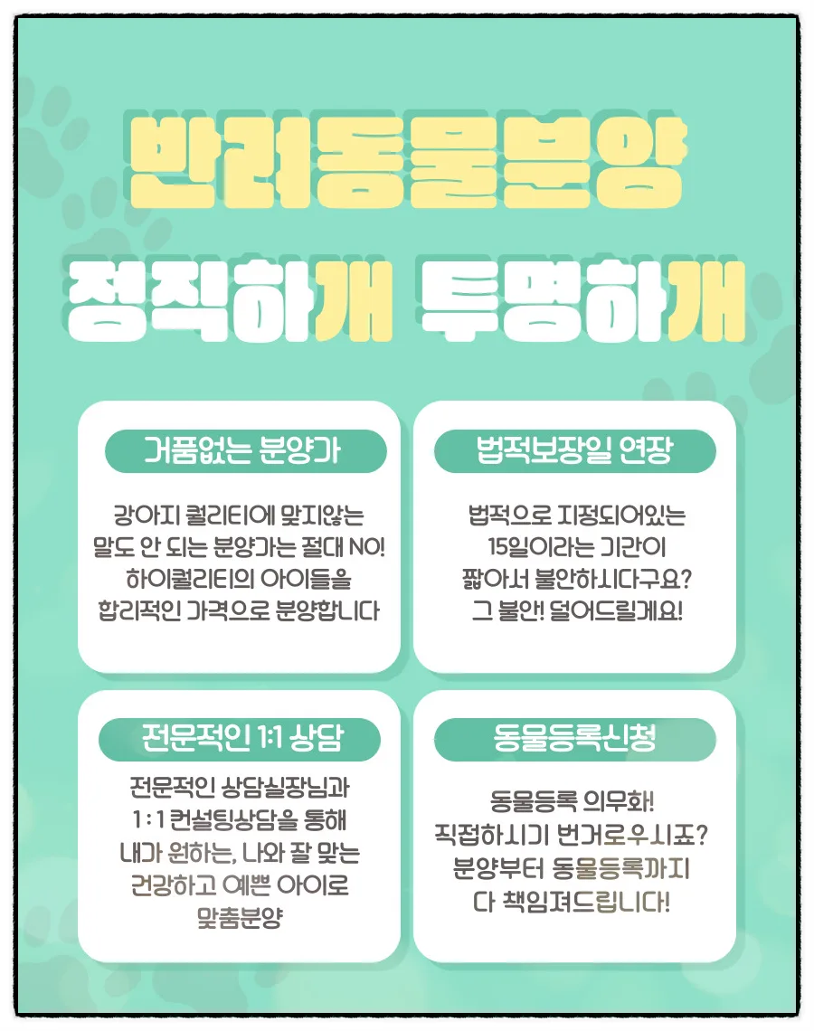 분당 비숑프리제 분양 2026: 건강한 아이 찾는 3가지 핵심 기준 2