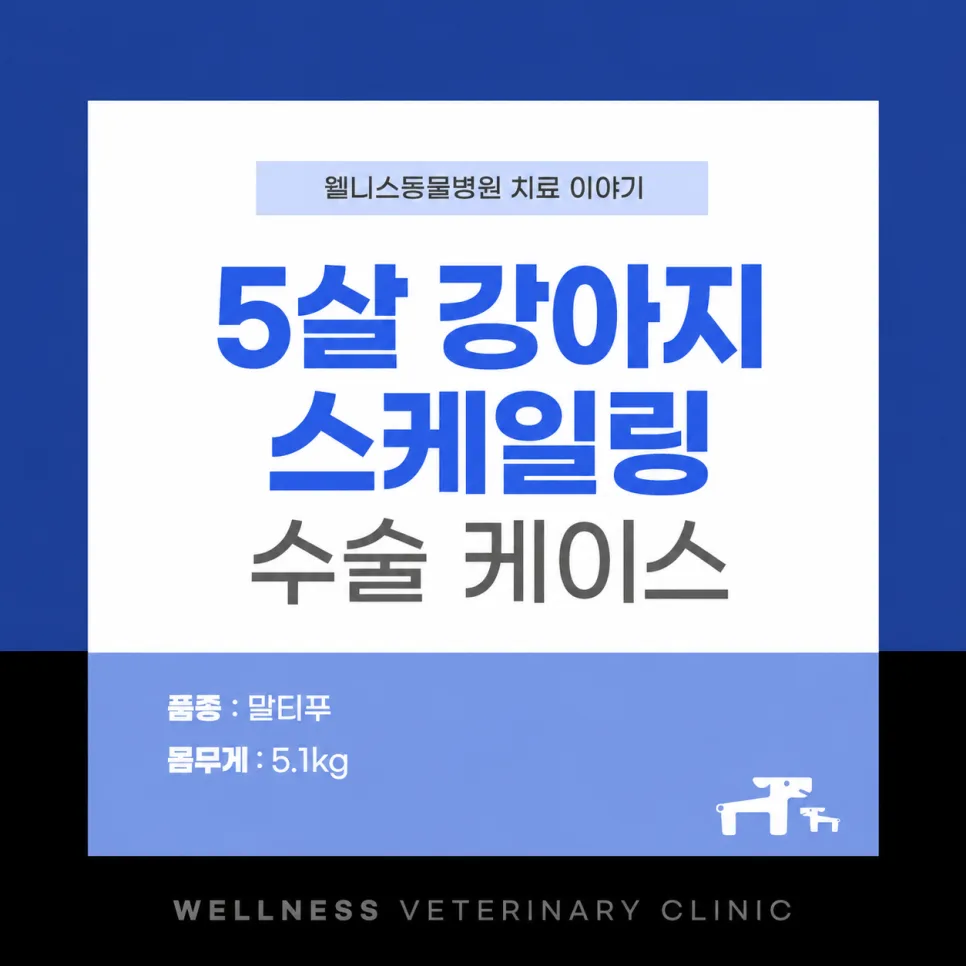 강아지 스케일링, 5살 말티푸 수술 케이스와 구강 관리법 2026