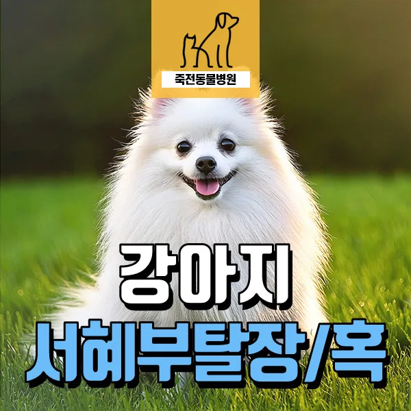 강아지 서혜부 탈장 및 혹 제거 수술 2026년 최신 정보