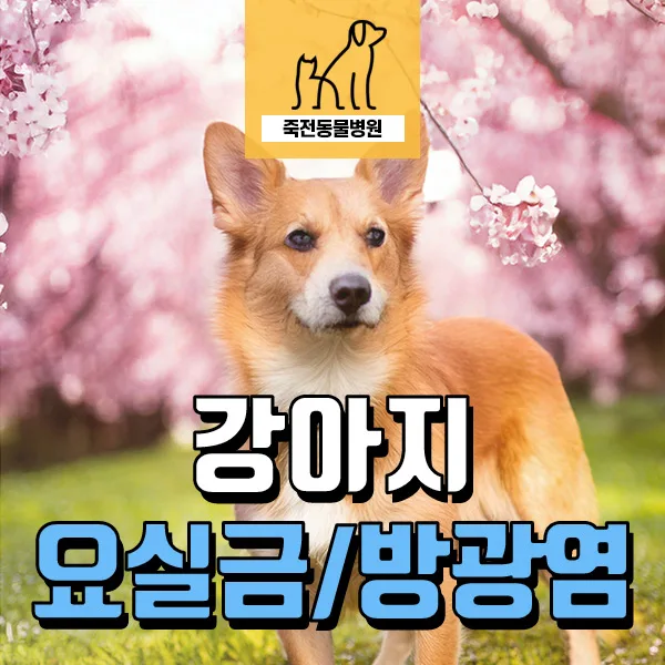 강아지 요실금 원인 3가지와 방광염 치료법 2026