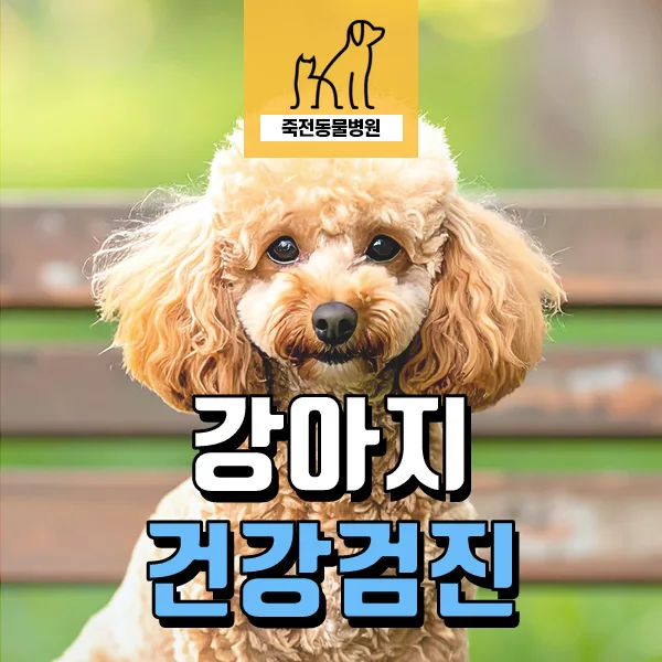 15세 심장약 복용견 건강검진: 노령견 관리 핵심 2026