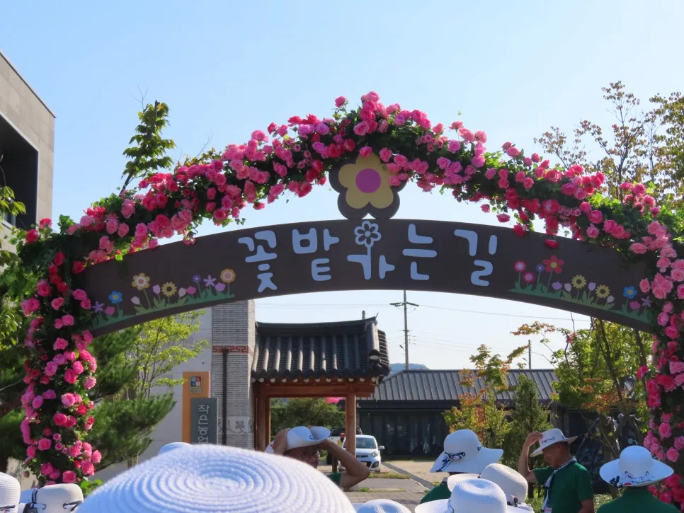 철원 고석정 꽃밭 축제 2025: 입장료, 기간, 즐길거리 총정리