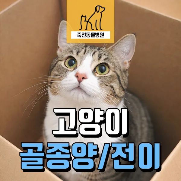 고양이 골종양 폐 전이 2026년 진단 사례: 발가락·꼬리 부종 원인 분석