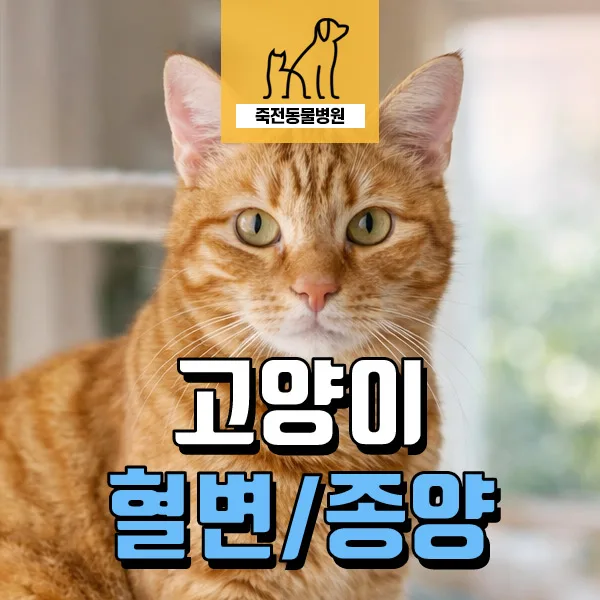 고양이 혈변과 구토, 림포마 의심 시 관리법 2026