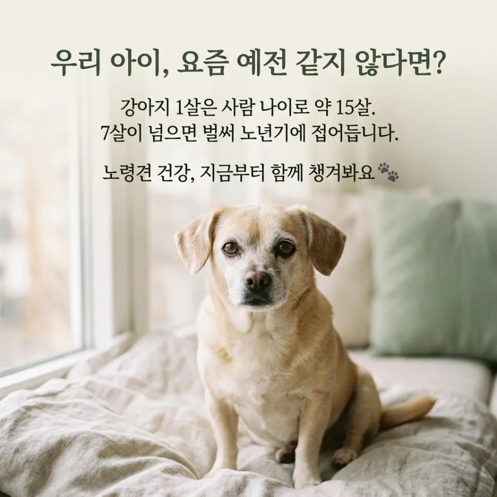 강아지 노령견 검진, 7살부터 필수인 이유와 비용 절약 팁 2026