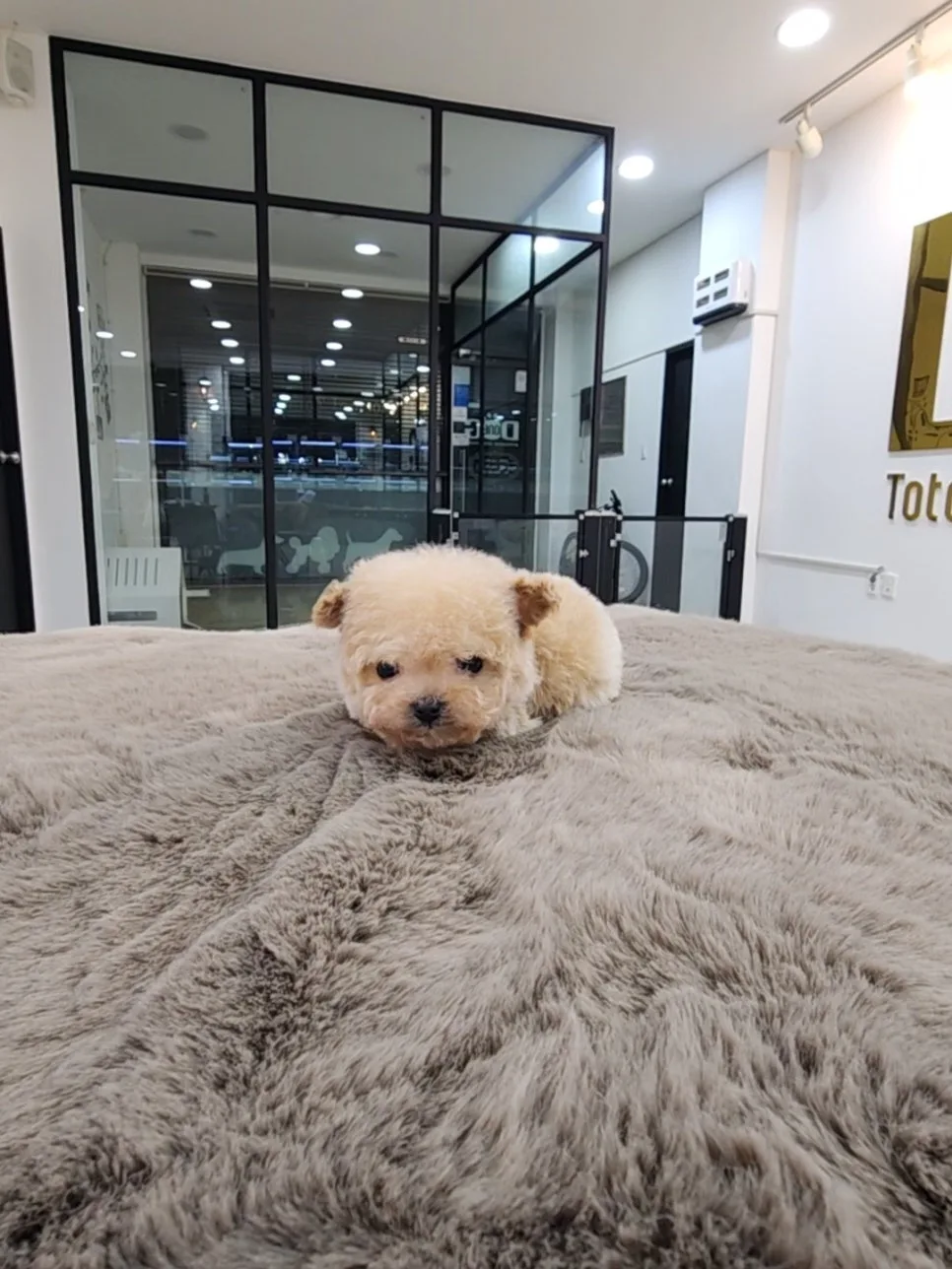 Toy Poodle Adoption: Why First Day Stability Matters (2026)
