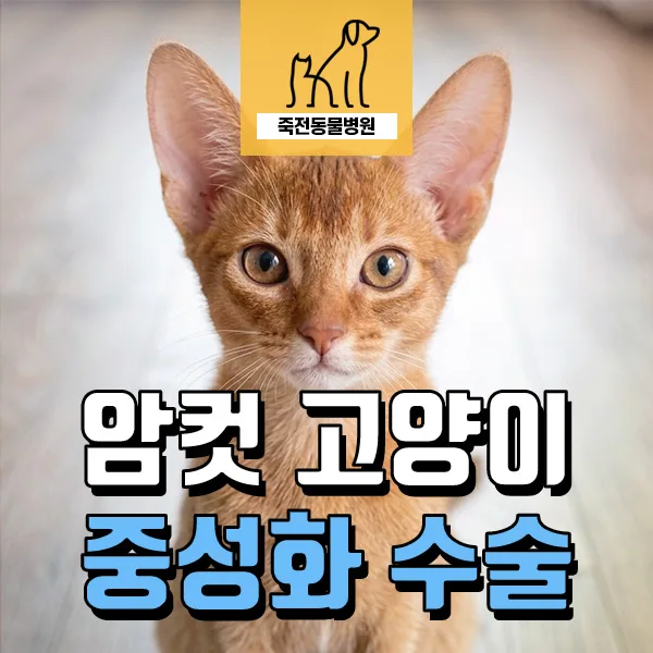 아비시니안 암컷 중성화, 복막염 의심 후기 및 수술 과정 2026