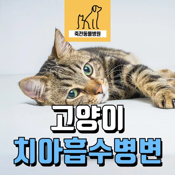 고양이 치석·염증 심할 때 금식 필수? 치과 치료 전 2026년 핵심 가이드