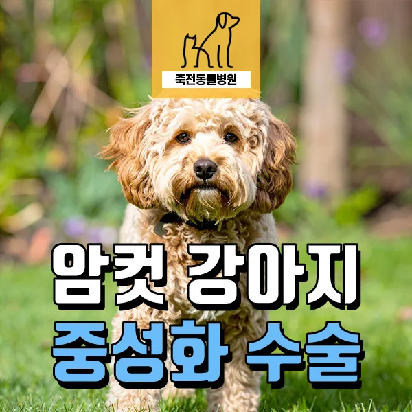 암컷 강아지 중성화, 언제 왜 해야 할까? 2026년 최신 가이드