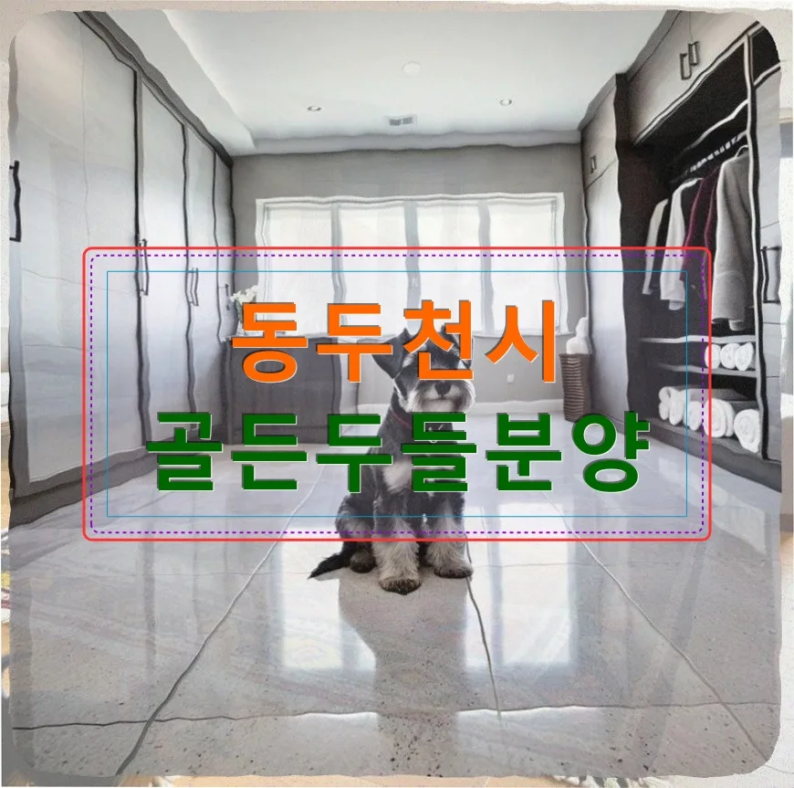 동두천 치와와 분양, 초보 직장인 위한 현실적 가이드 2026