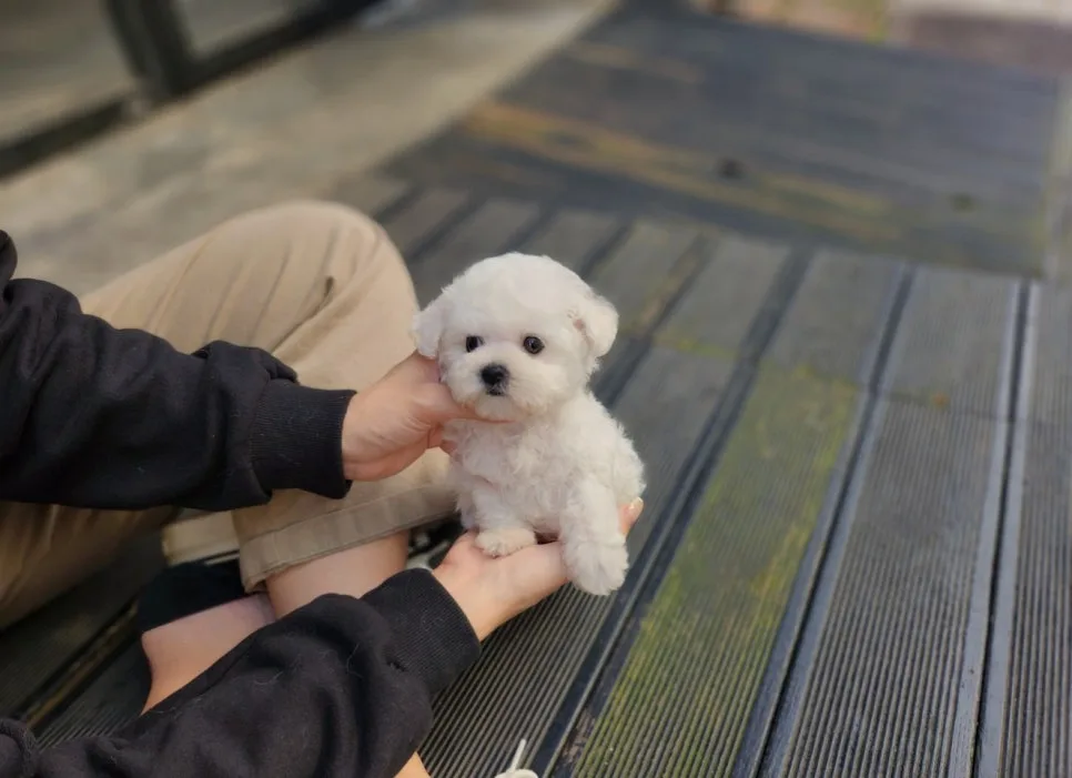 양천구 강아지 분양 2026: 믿을 수 있는 브리더 찾는 법