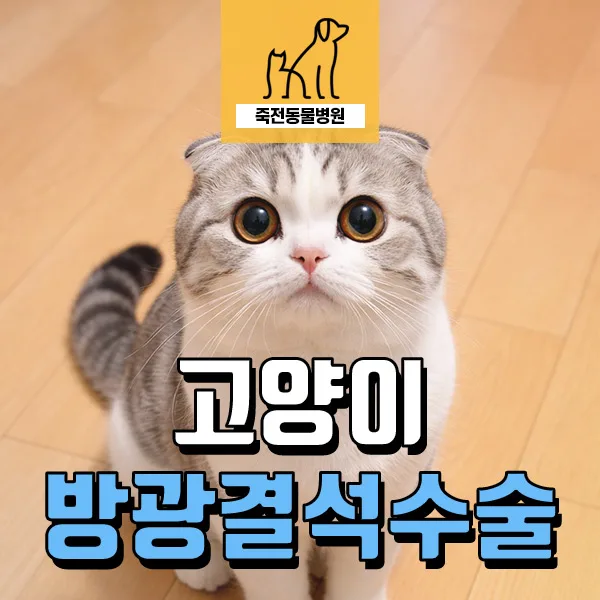 고양이 방광 결석 수술, 음수량 관리법 2026년 총정리