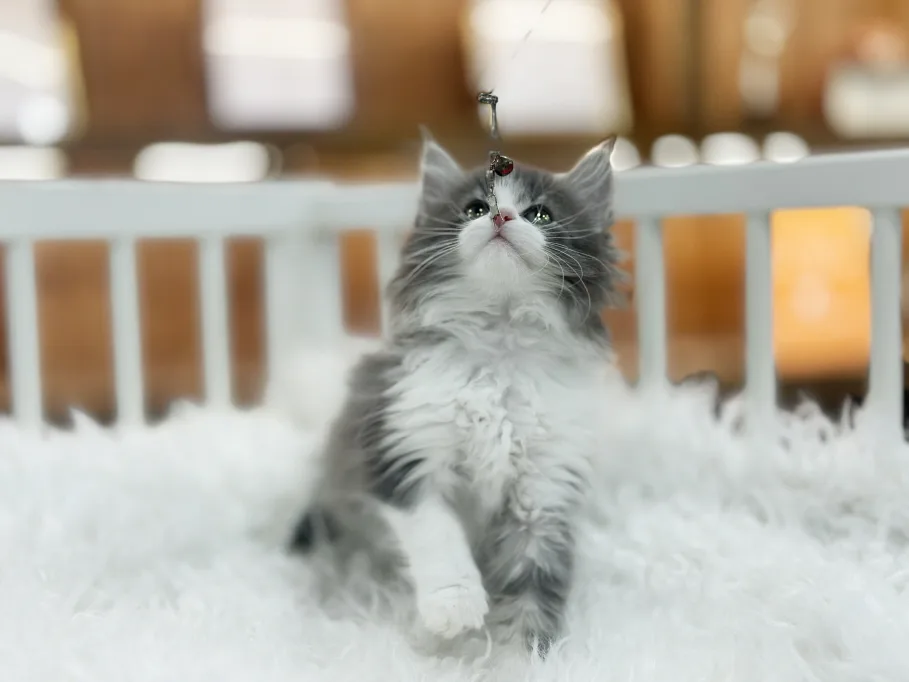 Norwegian Forest Cat Adoption in 2026: Expert Guide
