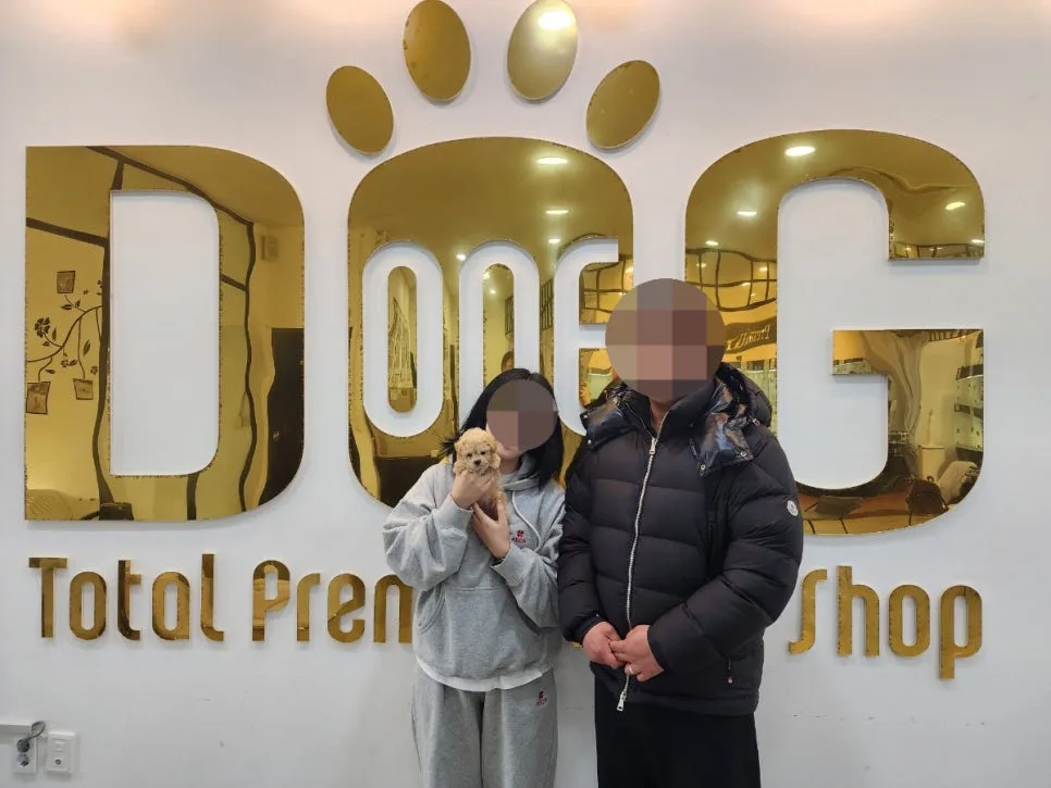 세종 강아지 분양 2026: 토이크림푸들 입양 성공 후기 및 분양 팁 2