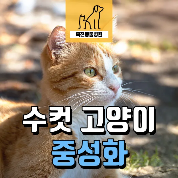 수컷 고양이 중성화 시기 및 넥카라 없는 회복 2026년 가이드