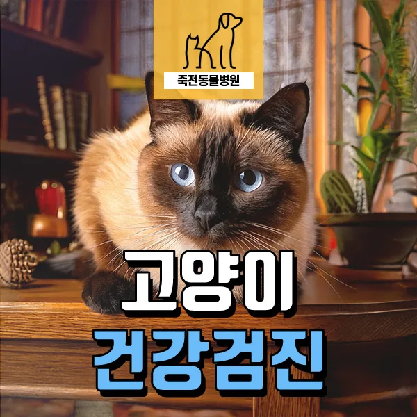 13세 노령묘 신장 결석·위축 조기 발견법 2026