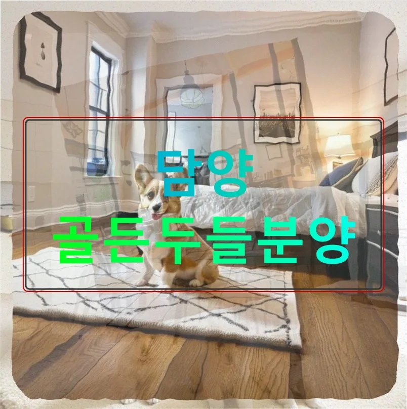 담양 골든두들 분양 2026: 30대 직장인 현실 고민과 입양 후기