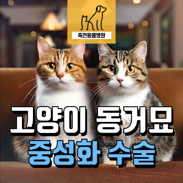 동거묘 동시 중성화 2026: 스트레스 줄이는 핵심 이유 3가지
