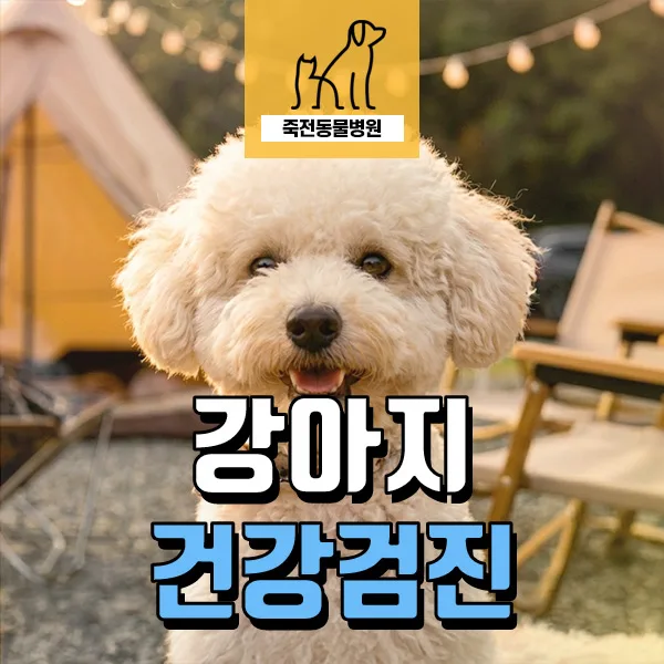 노령견 건강검진: 기관지염 vs 섬유화, 2026년 핵심 구분법