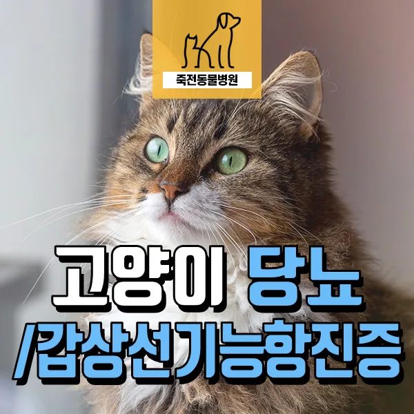 14살 노령묘 갑상선 항진증과 당뇨 동시 진단 및 치료 후기 2026