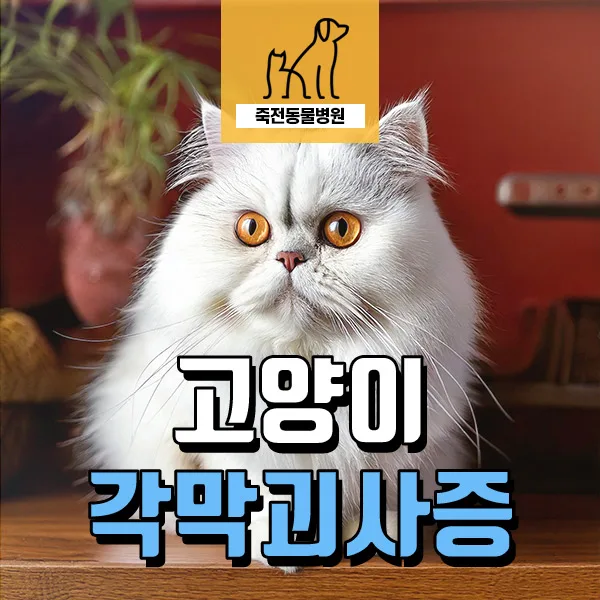 고양이 각막괴사증 수술, 조기 발견과 치료의 중요성 2026