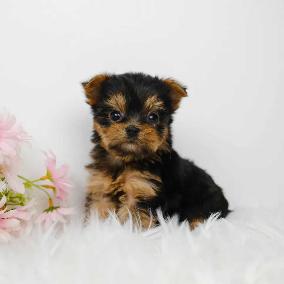 Choosing a Healthy Yorkshire Terrier Puppy in 2026