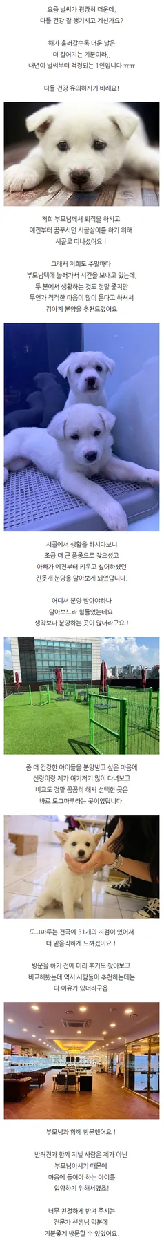 진돗개 분양 완벽 가이드 2026: 초보자를 위한 경로별 비교 3