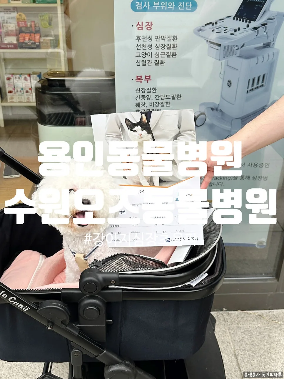 용인동물병원 2026년 건강검진 후기: 오즈동물병원 5살 퐁이 복부초음파 솔직 리뷰