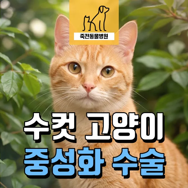 수컷 고양이 중성화 적정 시기 및 수술 과정 2026년 총정리
