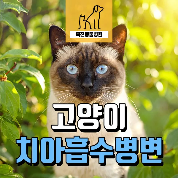 고양이 치아흡수병변 원인과 증상, 치료법 2026년 총정리