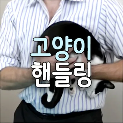 2026년 고양이 안는 법: 수의사 핸들링 노하우 총정리