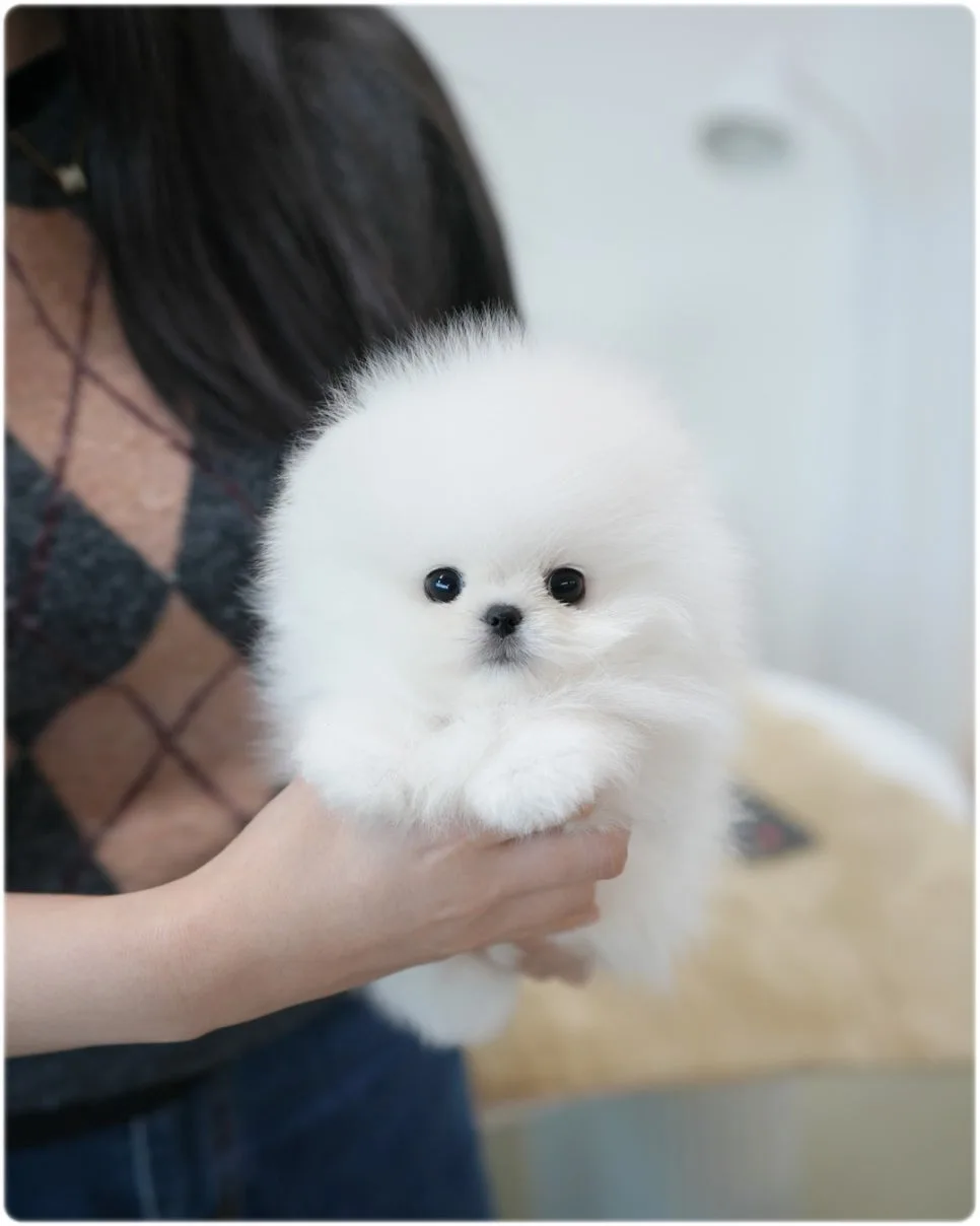 서울 포메라니안 분양 2026: 인형 같은 반려견 찾는 법 2