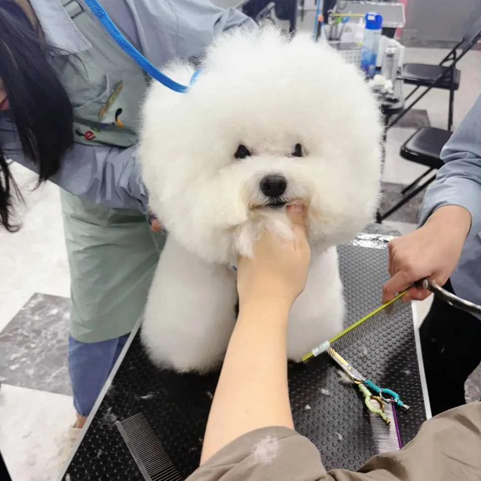 신림애견미용학원 선택 가이드 2026: 가정견 실습 비교 후기