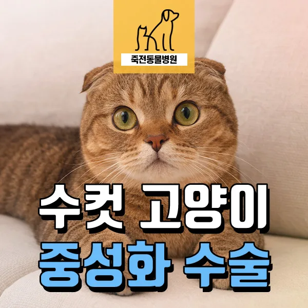 고양이 중성화 넥카라 없이 회복하는 법 2026