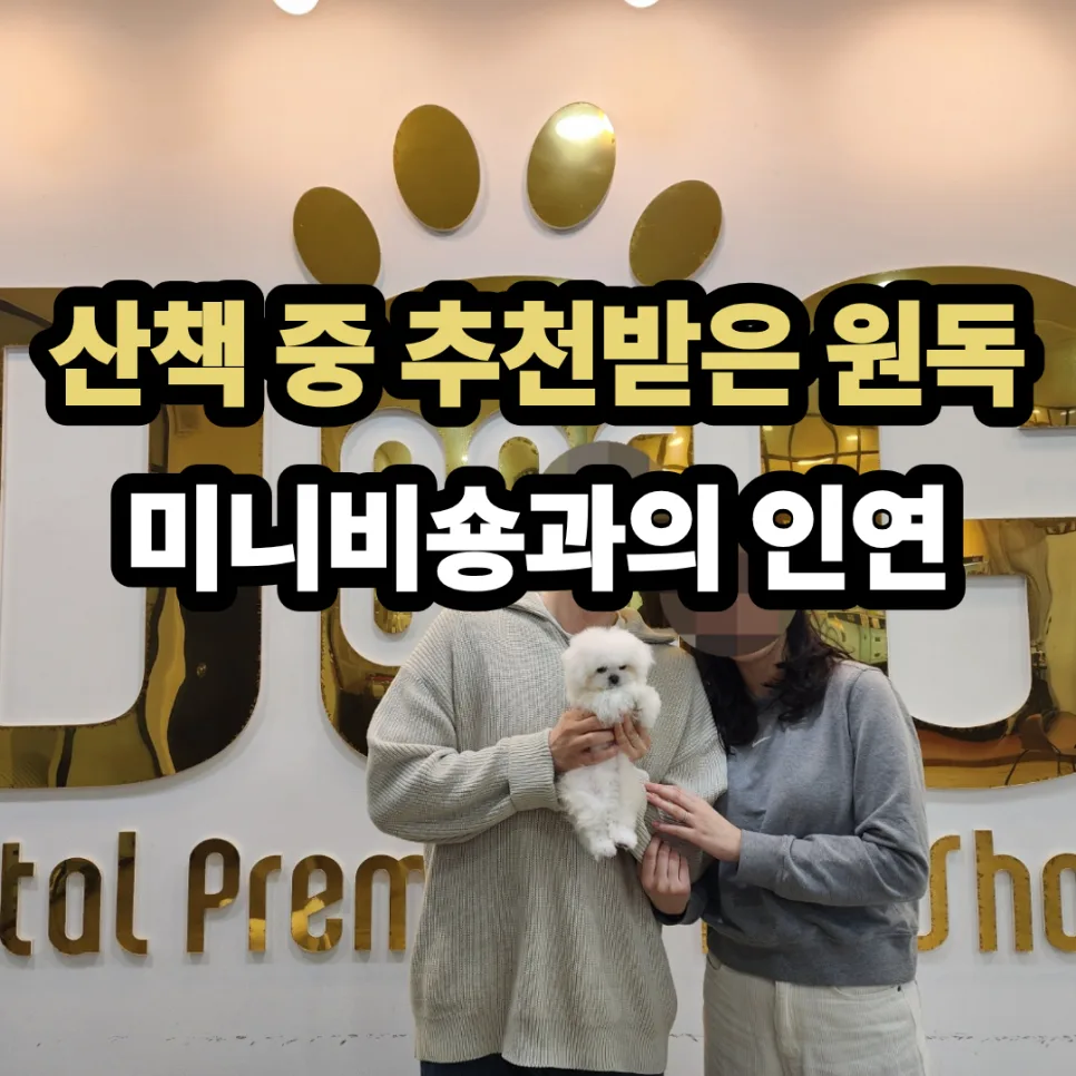 세종시 미니비숑 분양 후기: 원독 입양 성공 사례 2026