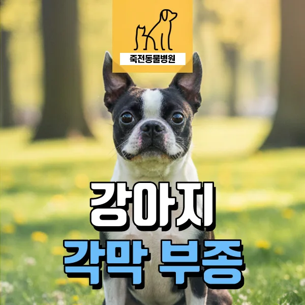 강아지 눈 뿌옇게 변하는 이유? 각막부종 진단과 치료법 2026